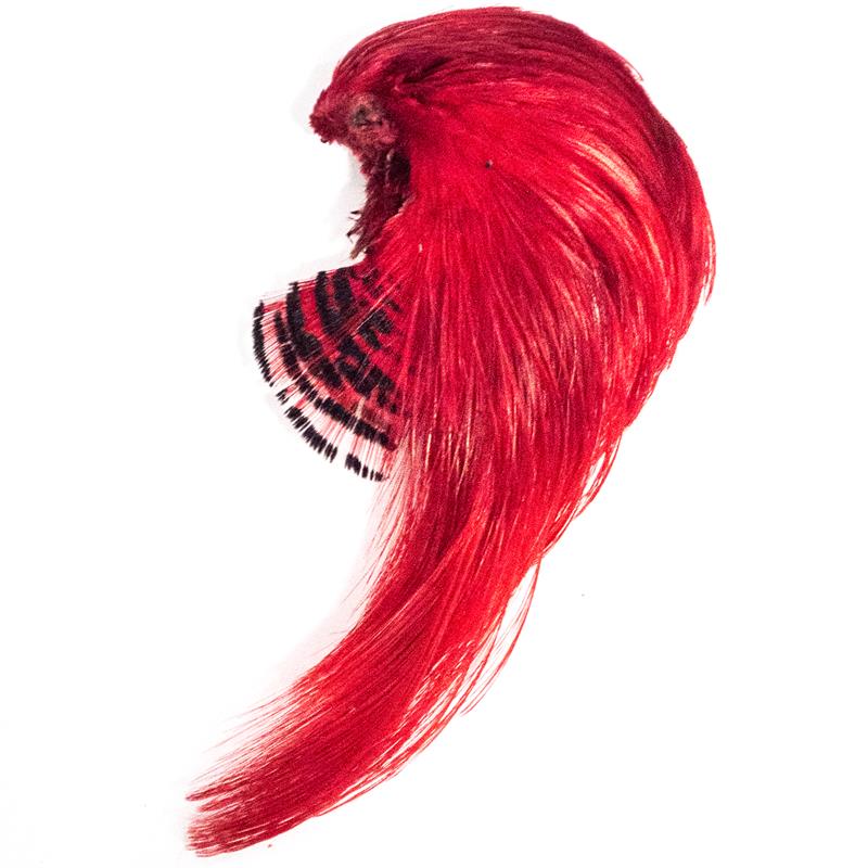 Golden Pheasant Topping Crest Red Toppen av hodet