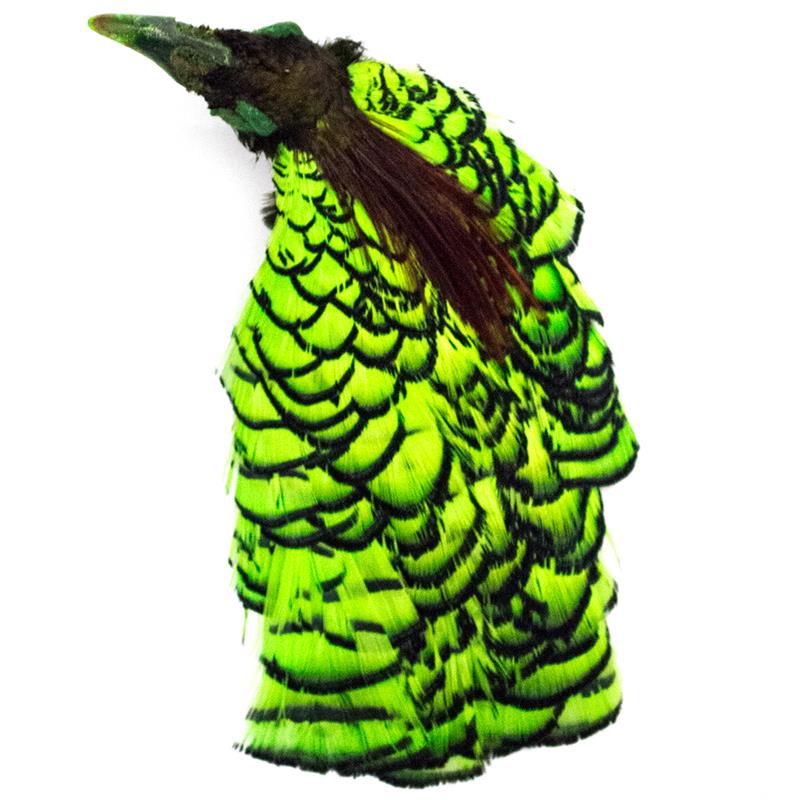 Amherst Pheasant Head No.2 - Dyed Lime Diamantfasan komplett hode