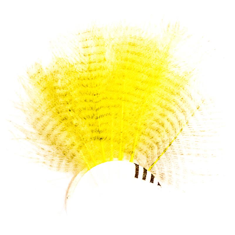Barred CDC - Yellow Stripete cdc-fjær fra Veniard