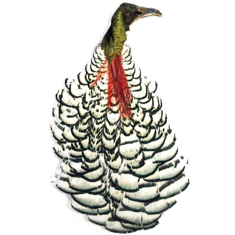 Amherst Pheasant Complete Head No.1 Diamantfasan komplett hode
